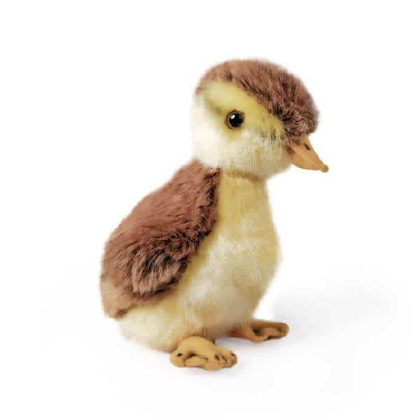 Living Nature - Mallard Duckling