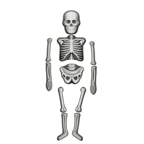 Inquisitive Minds - Make and Decorate Human Skeleton