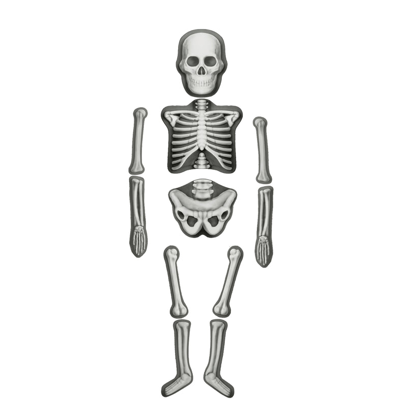 Inquisitive Minds - Make and Decorate Human Skeleton