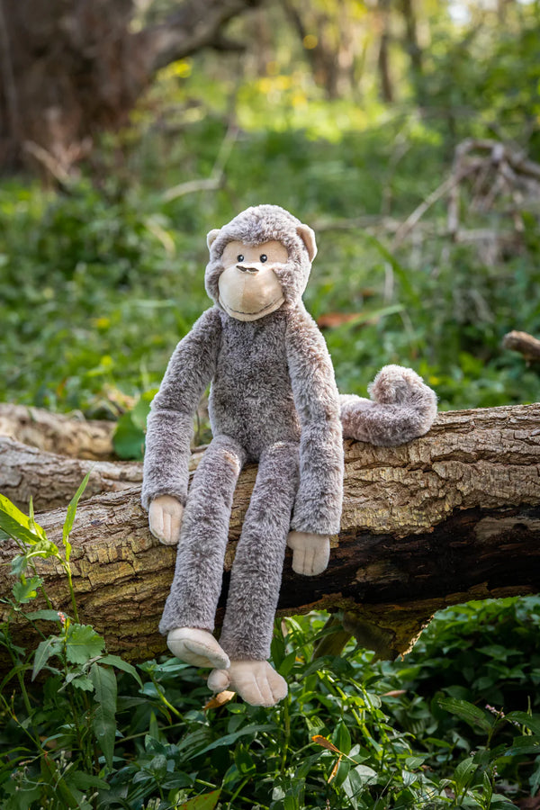 mani the monkey sits on a tree log