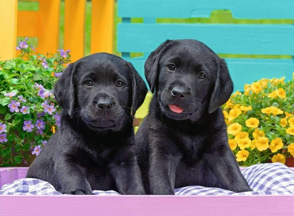Ravensburger Puzzle- Puppy Life, 300 pieces