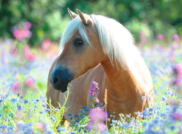 Ravensburger Puzzles- Wildflower Pony, 300 Pieces