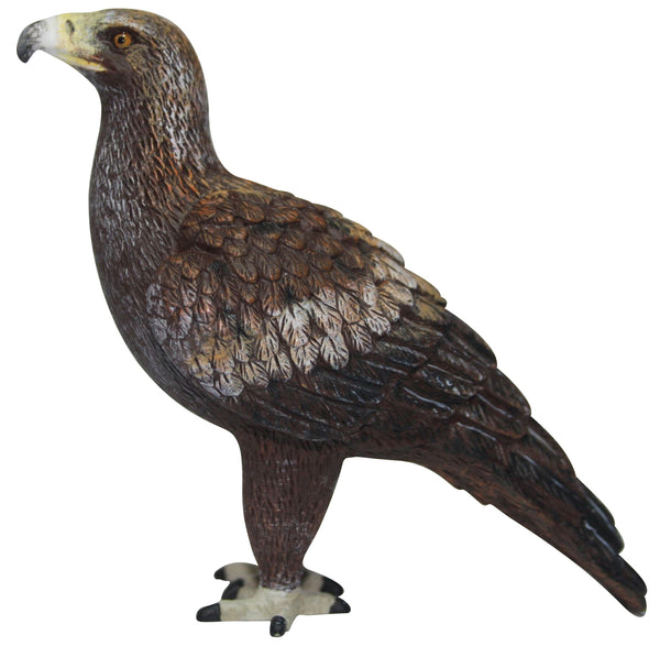 Birds of Australia - Wedge-Tail Eagle