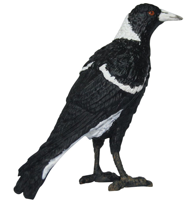 Birds of Australia - Magpie
