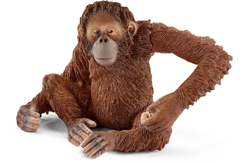 This lovely female orangutan loves to eat fruits and nuts and leaves. 