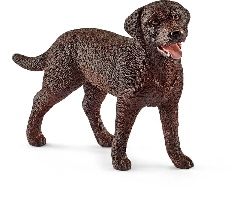 The most loyal and loving Labrador dog! 
