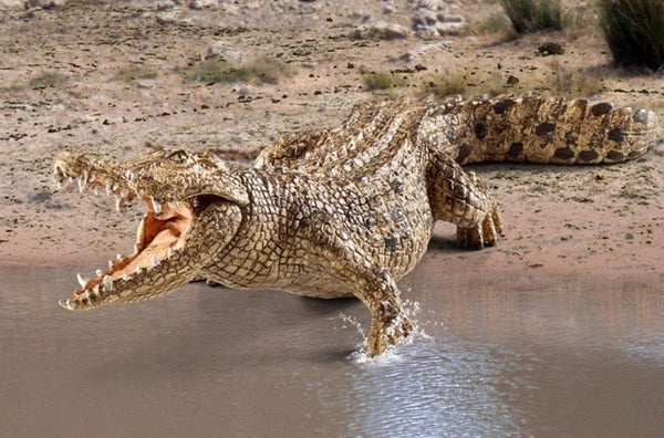 Schleich Wild Life - Crocodile