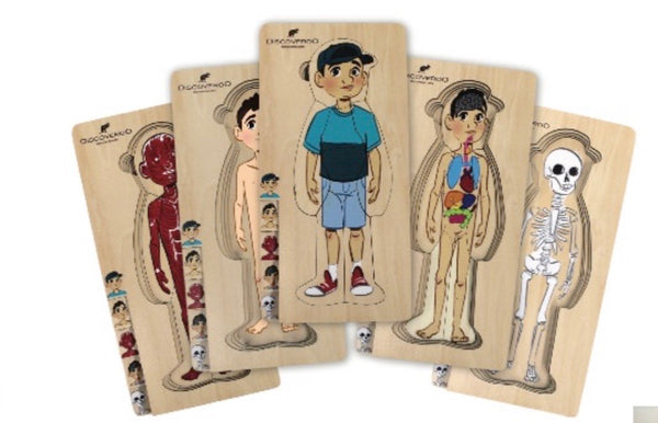 Discoveroo 5 layered puzzle boy wooden toys for human anatomy