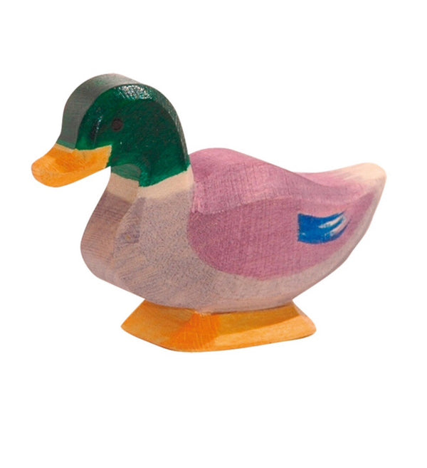 Ostheimer -  Duck male