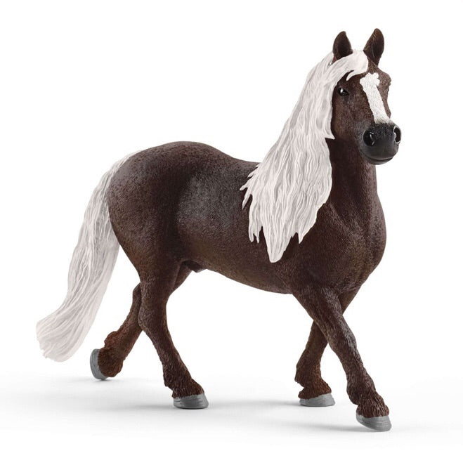 The Black Forest Stallion is a magnificent chestnut colour with a light mane and tail. A powerful and vigorous that used to help with heavy forestry work. These days the lively Black Forest cold bloods are mainly popular as recreational horses and are used for riding or to pull carriages.