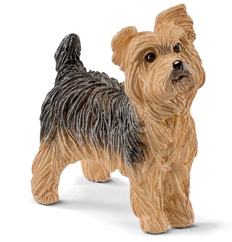 Yorkshire terriers are famous throughout the world for their silky soft coats and self-confident character. They are little daredevils with hearts of gold and extremely loyal.