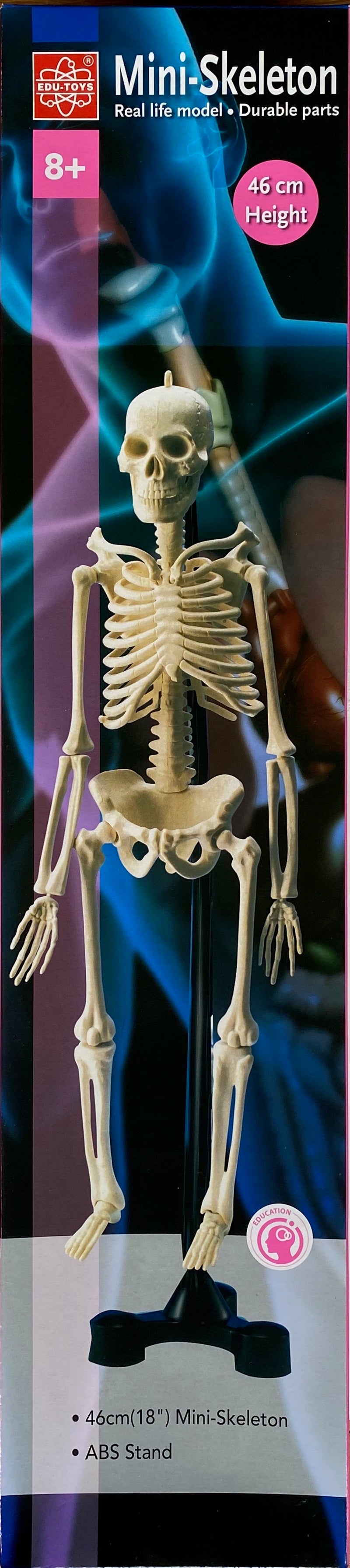 Edu-Toys - Mini Skeleton