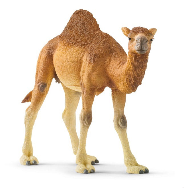 Schleich Wild Life -  Dromedary Camel