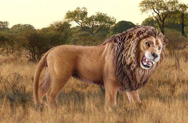 Schleich Wild Life -  Lion Roaring