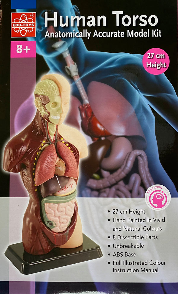 Edu-Toys - Human Anatomy Model