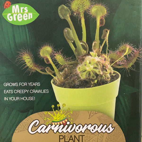 Mrs Green - Carnivorous Plant