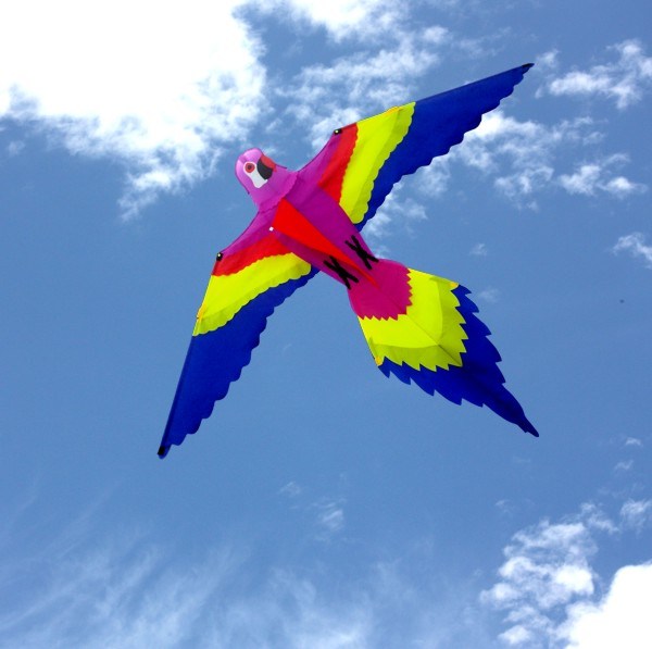 childrens colourful parikeet kite flying high in the sky