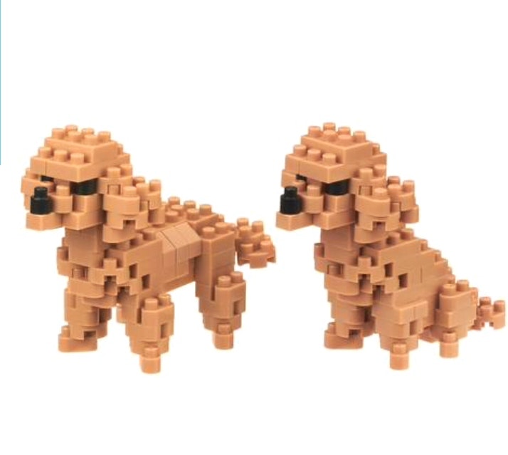 toy-poodles-in-tan